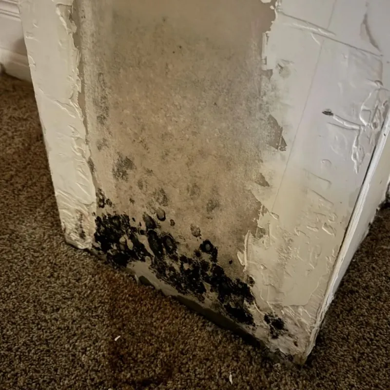 Professional Mold Removal in Byrdstown, TN